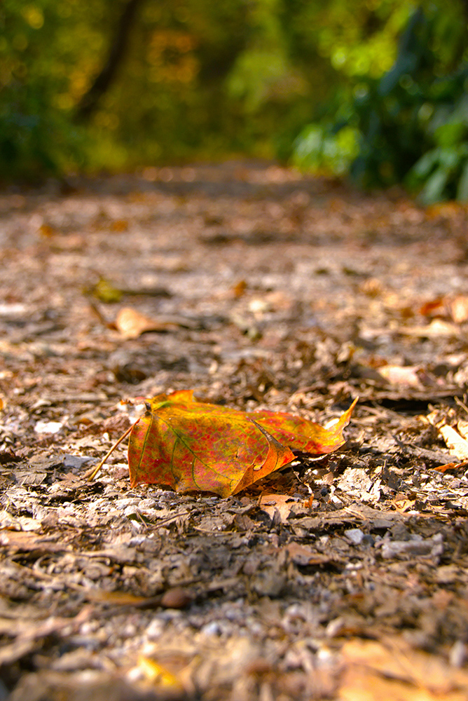 Pexels Jonathan David 1312107 34370768