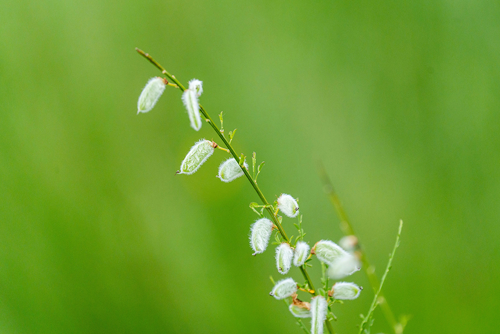 pexels masoodaslami 32419287